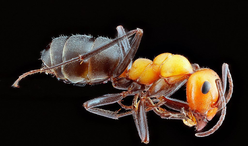 Ant Control service in Glens Falls, NY