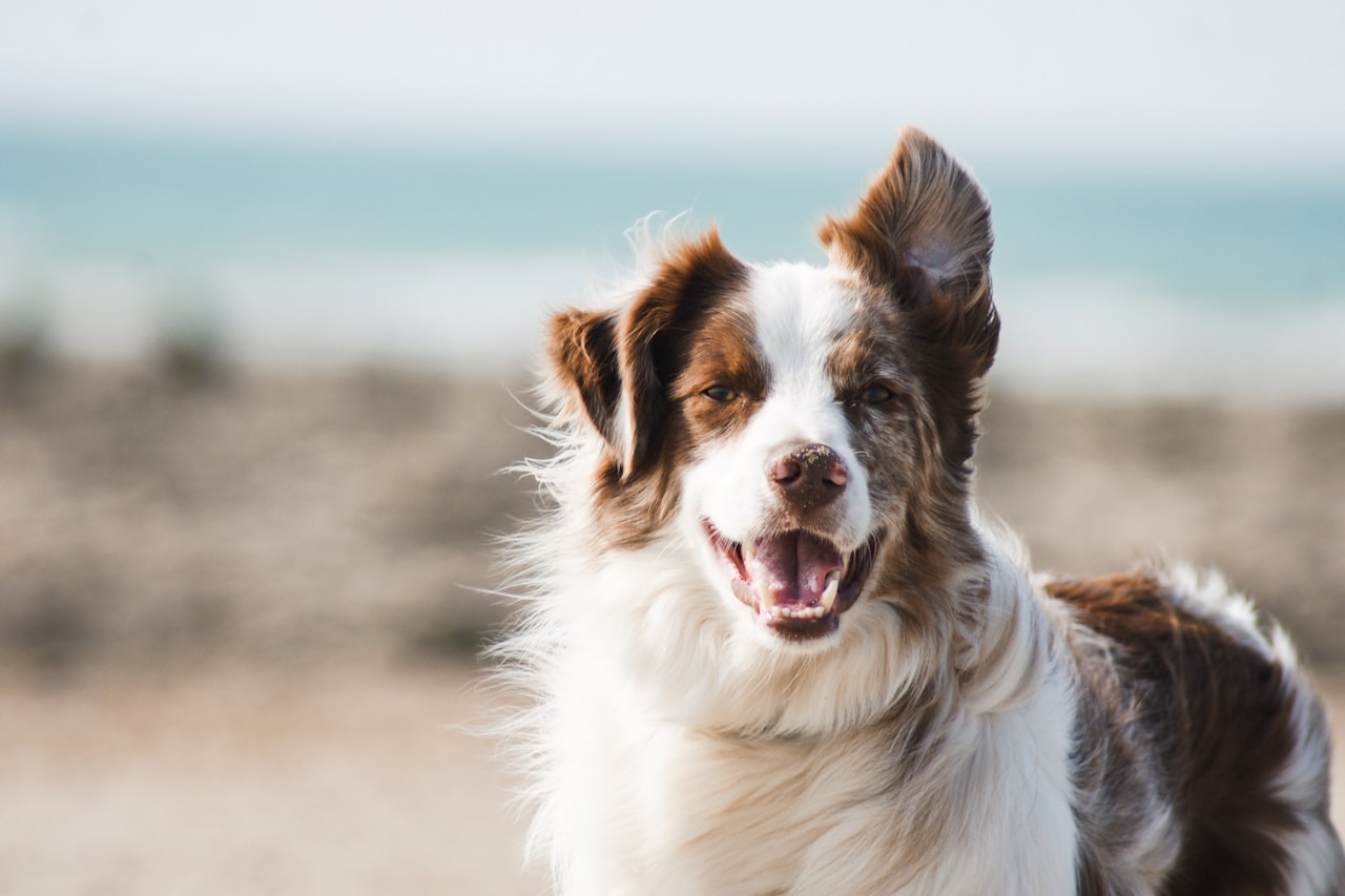 Flea & Tick Control service in Glens Falls, NY