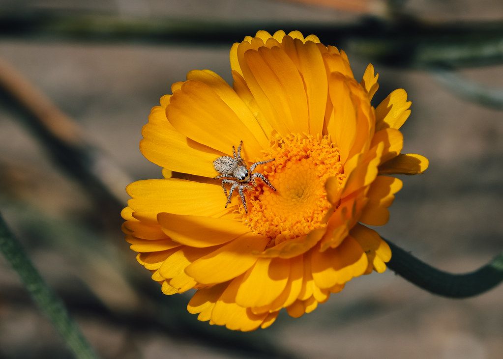 Spider Control service in Glens Falls, NY